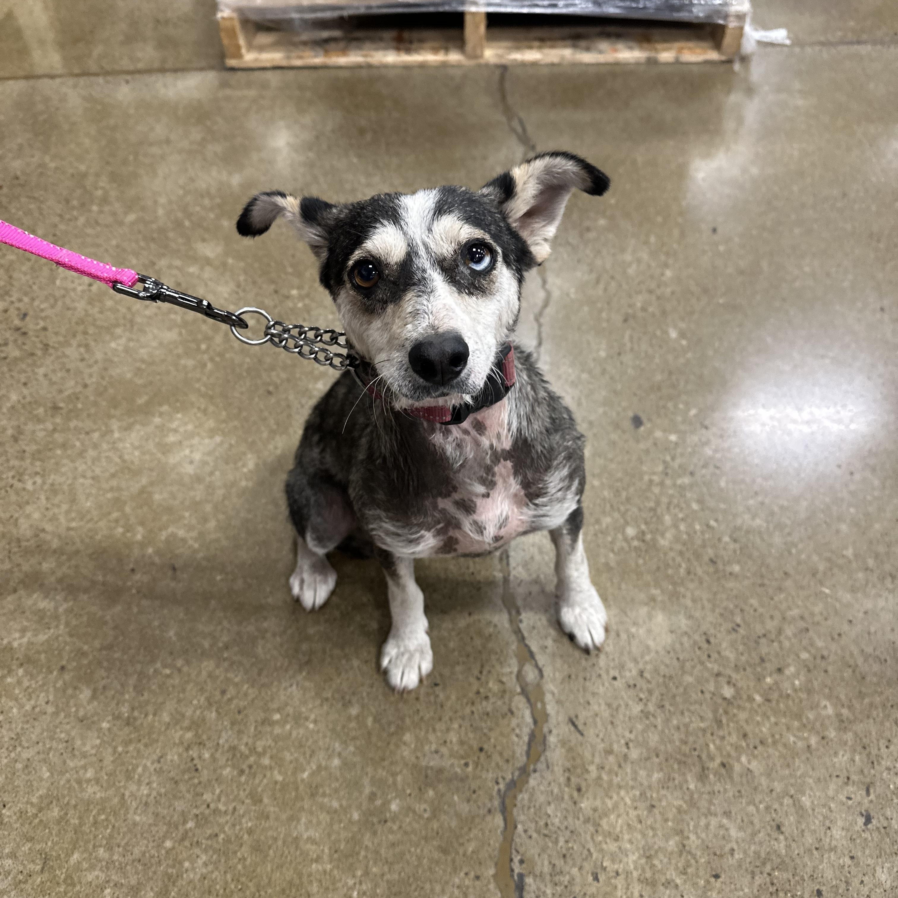 Mya, an adoptable Klee Kai in Eugene, OR, 97404 | Photo Image 2