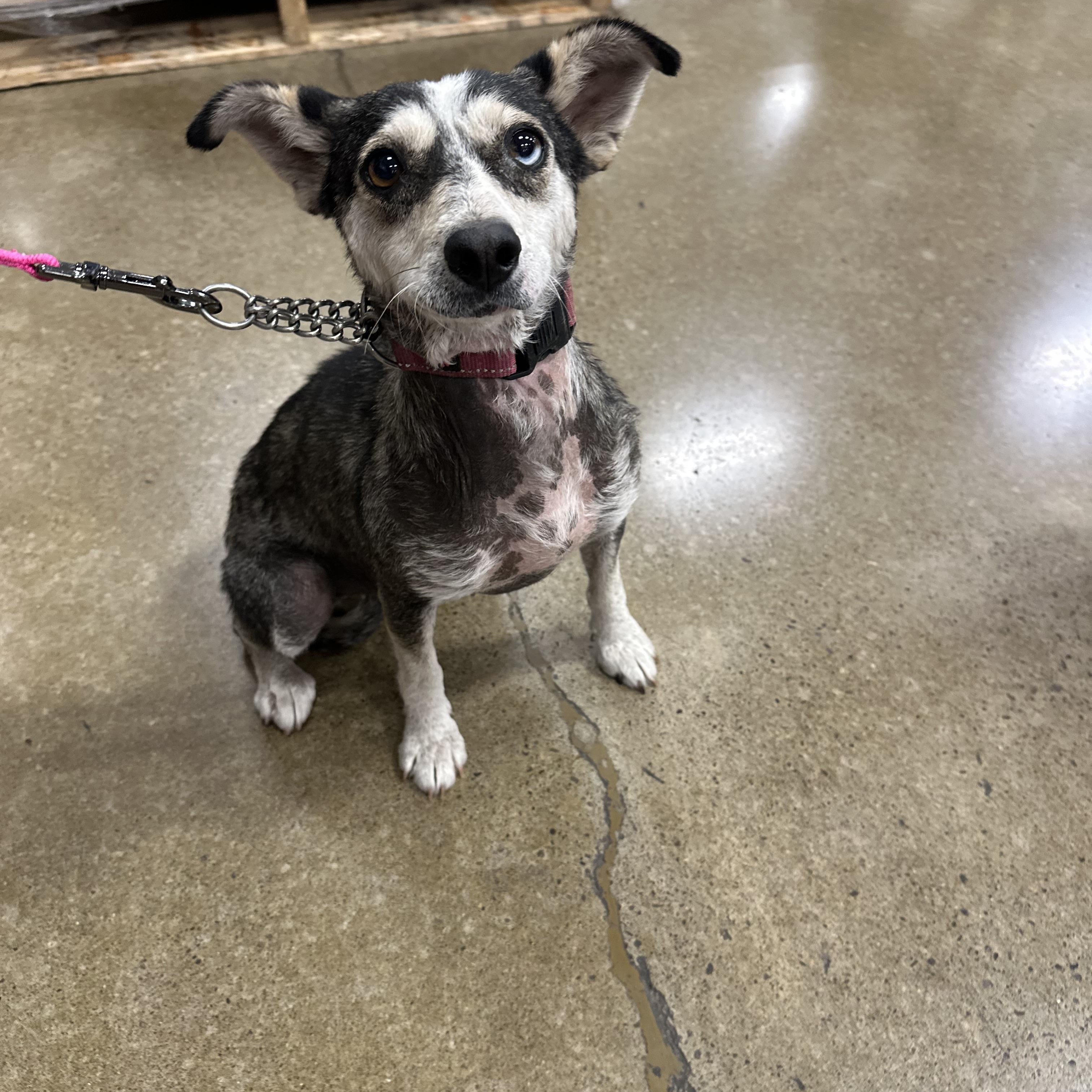 Mya, an adoptable Klee Kai in Eugene, OR, 97404 | Photo Image 1