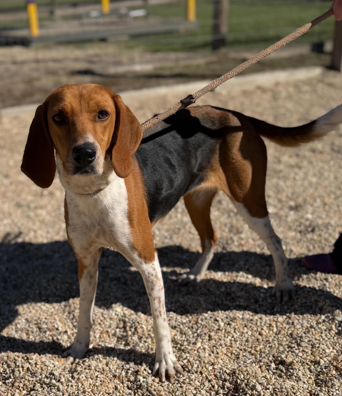 Enlarge Estelle, a Adoptable mixed breed in Las Vegas, NV image 1/1