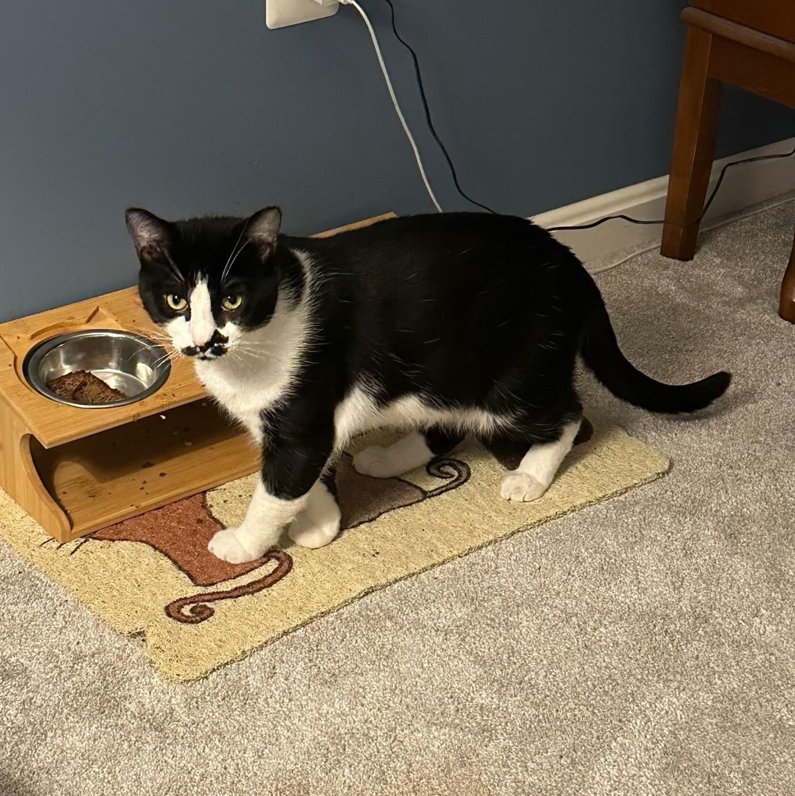 Little One (ID 49213/3874), a ADOPTABLE Domestic Short Hair in Manassas, VA image 3/3