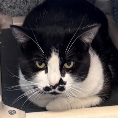 Little One (ID 49213/3874), ADOPTABLE, Young Male Domestic Short Hair.