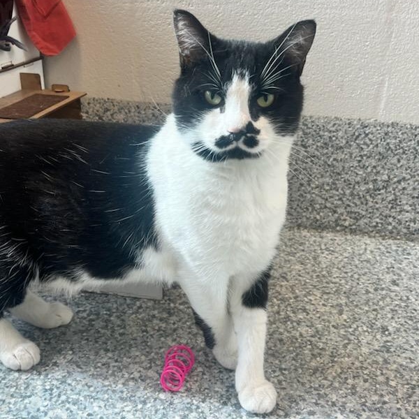 Little One (ID 49213/3874), ADOPTABLE, Young Male Domestic Short Hair.