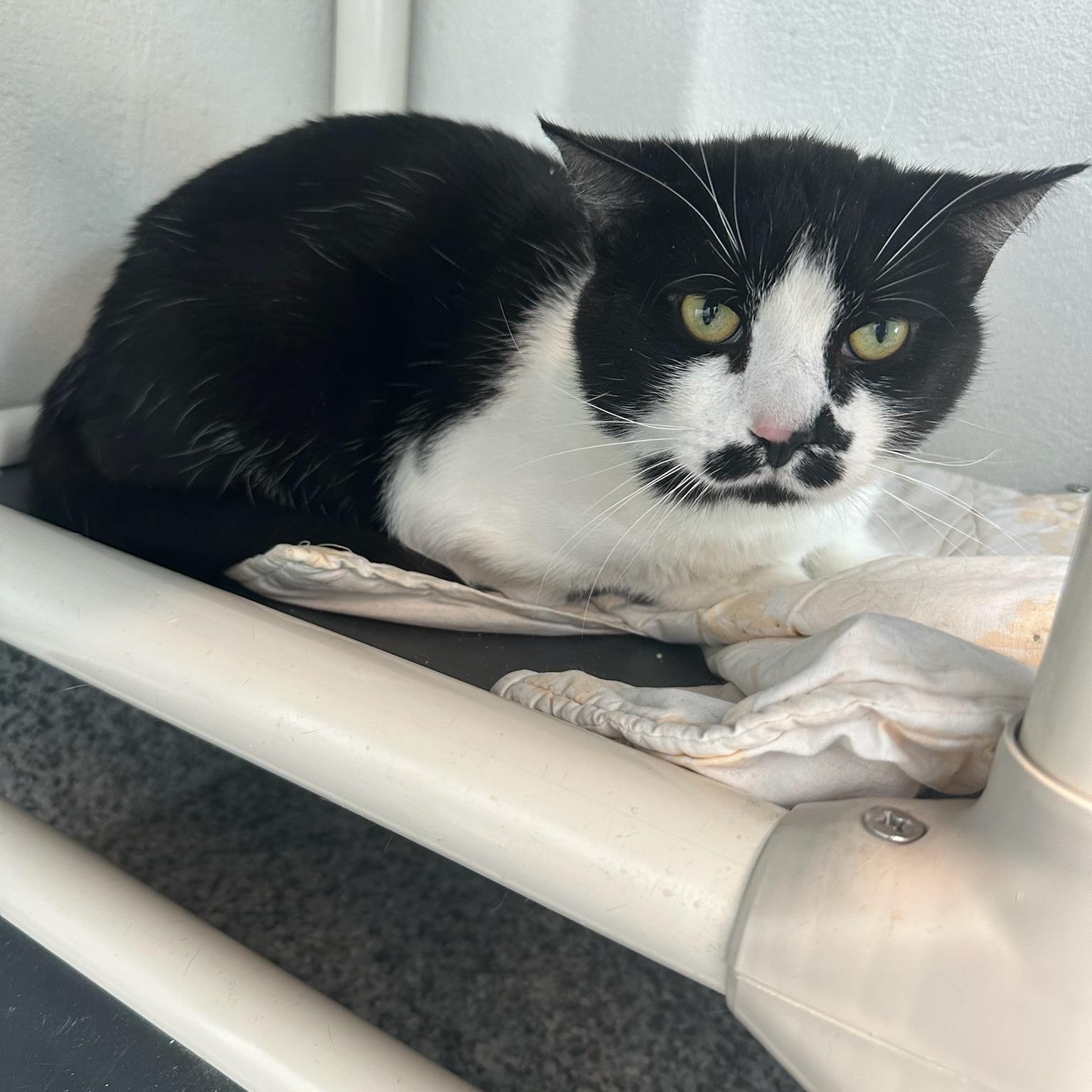 Little One (ID 49213/3874), a ADOPTABLE Domestic Short Hair in Manassas, VA image 2/3