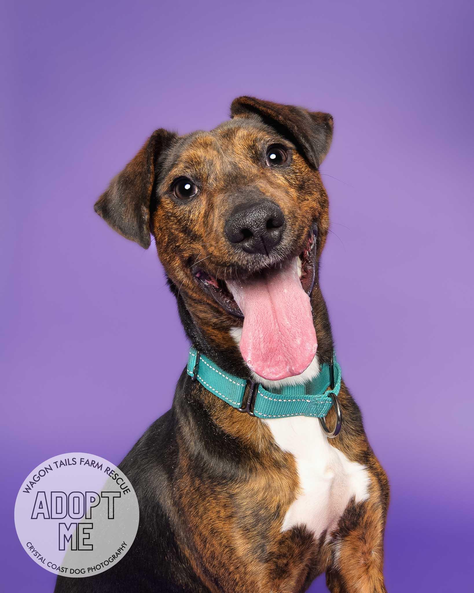 Liberty Biberty, Young Female Terrier