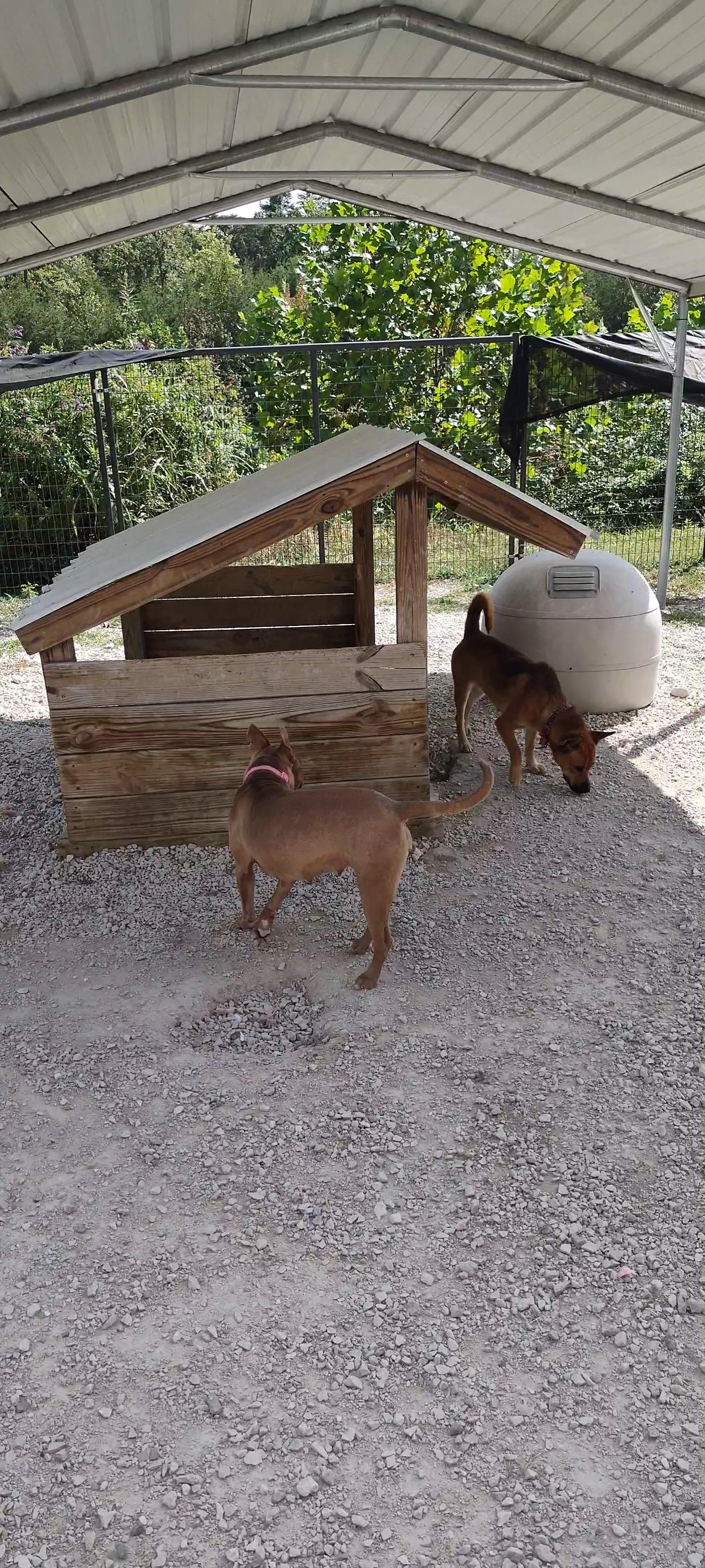 Enlarge Koko, a Adopted mixed breed in Clay City, KY image 3/4