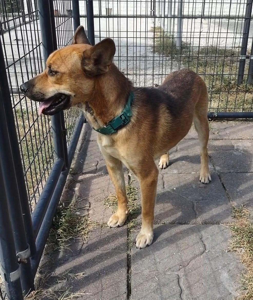 Enlarge Koko, a Adopted mixed breed in Clay City, KY image 4/4