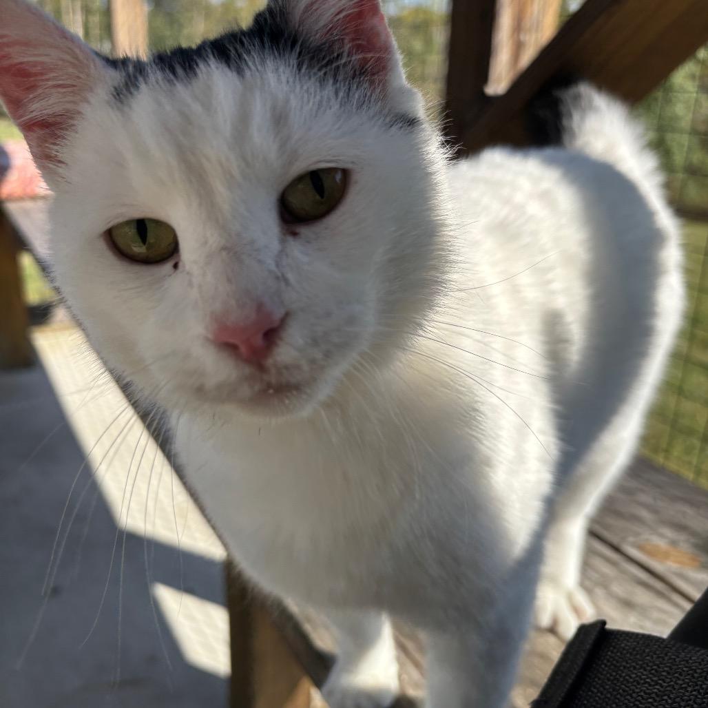 Enlarge Johnny C25-356, a Adoptable Domestic Short Hair in Lebanon, TN image 1/6