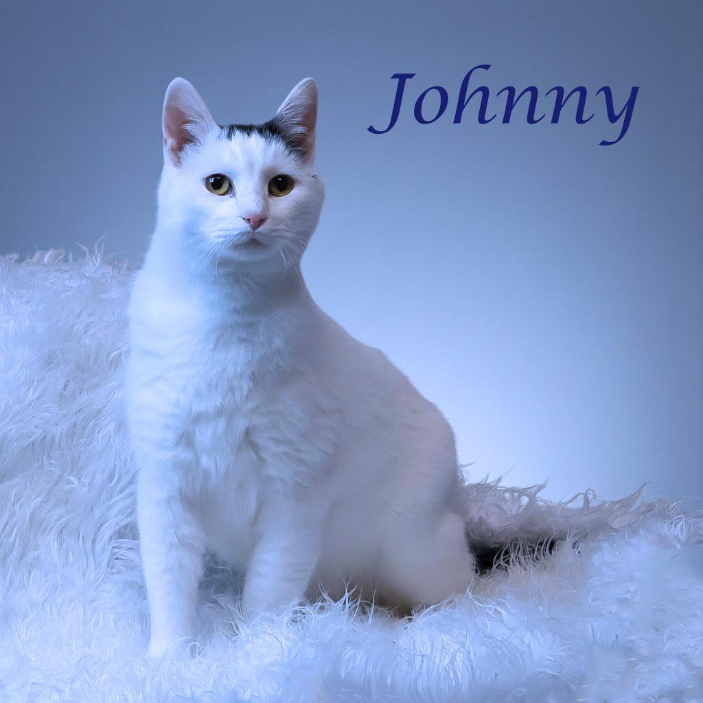 Enlarge Johnny C25-356, a Adoptable Domestic Short Hair in Lebanon, TN image 2/6