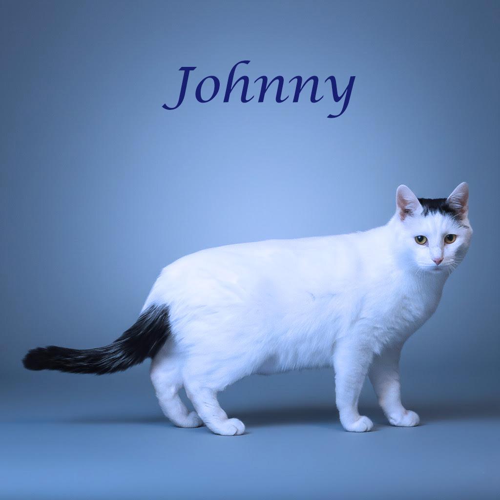 Enlarge Johnny C25-356, a Adoptable Domestic Short Hair in Lebanon, TN image 3/6