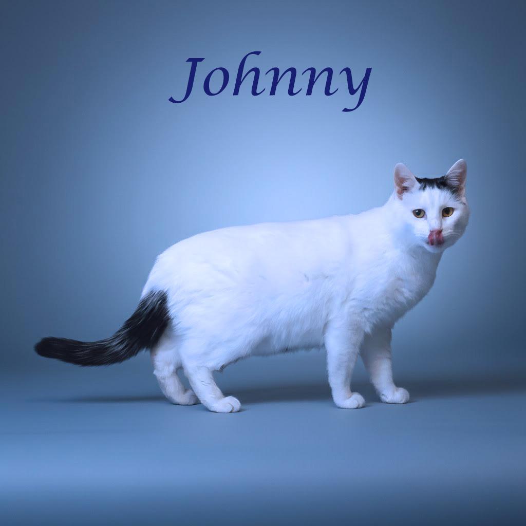 Enlarge Johnny C25-356, a Adoptable Domestic Short Hair in Lebanon, TN image 4/6