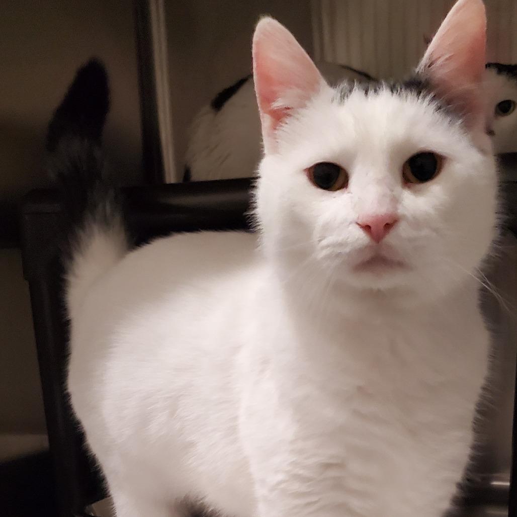 Enlarge Johnny C25-356, a Adoptable Domestic Short Hair in Lebanon, TN image 5/6