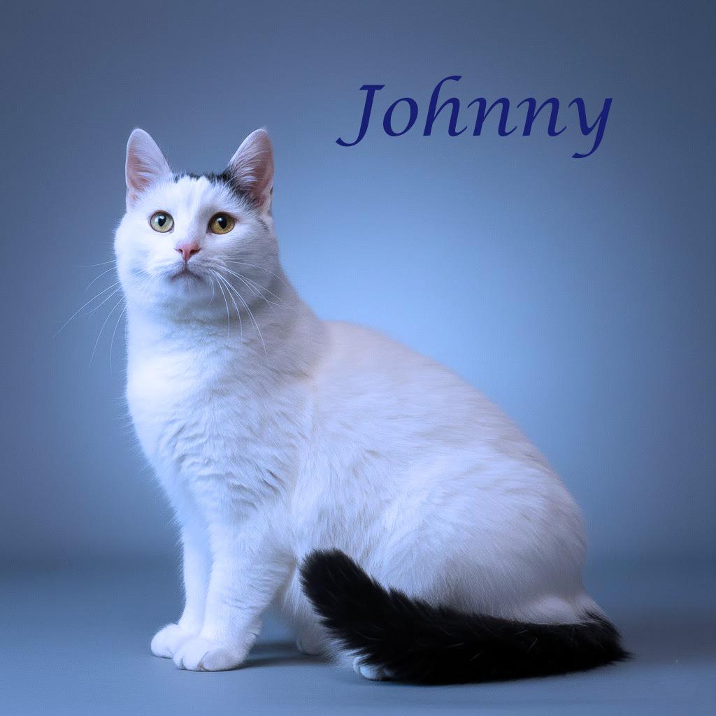 Enlarge Johnny C25-356, a Adoptable Domestic Short Hair in Lebanon, TN image 6/6