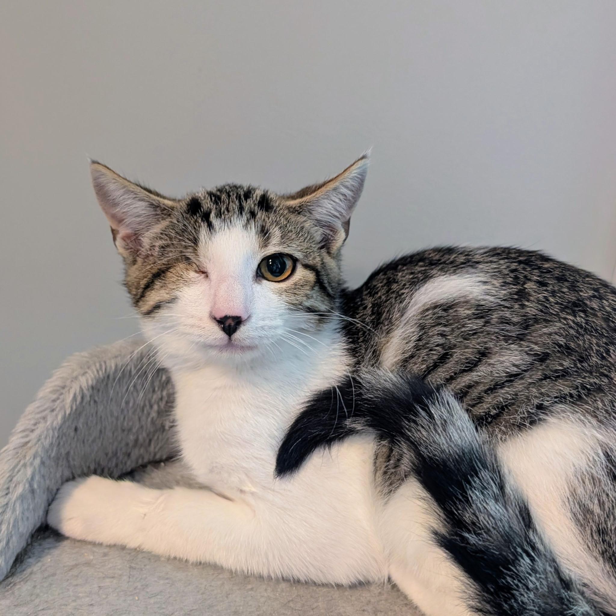 Enlarge Edward "Eddie" Teach, a Adoptable Domestic Short Hair in Leesburg, VA image 3/6