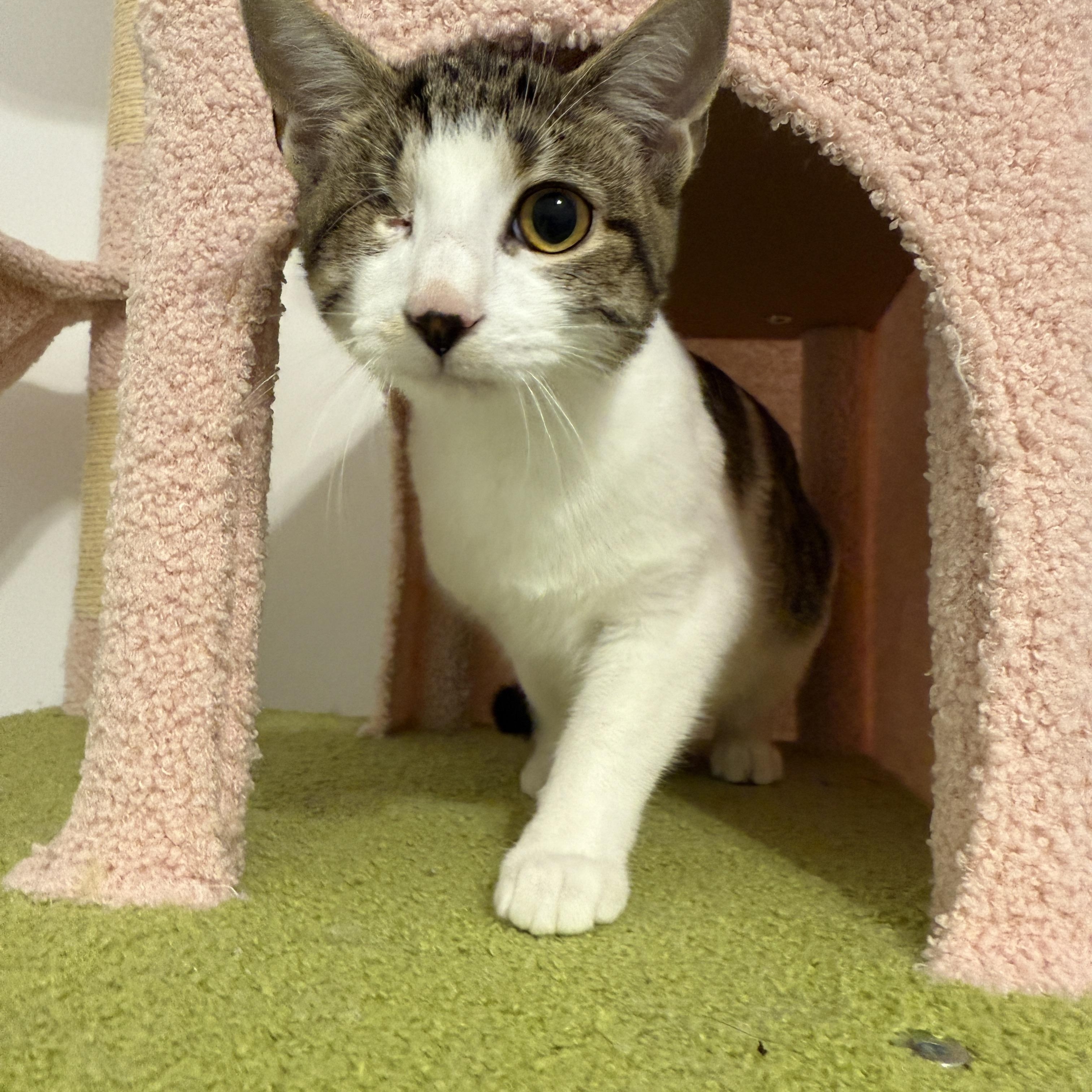 Enlarge Edward "Eddie" Teach, a Adoptable Domestic Short Hair in Leesburg, VA image 5/6