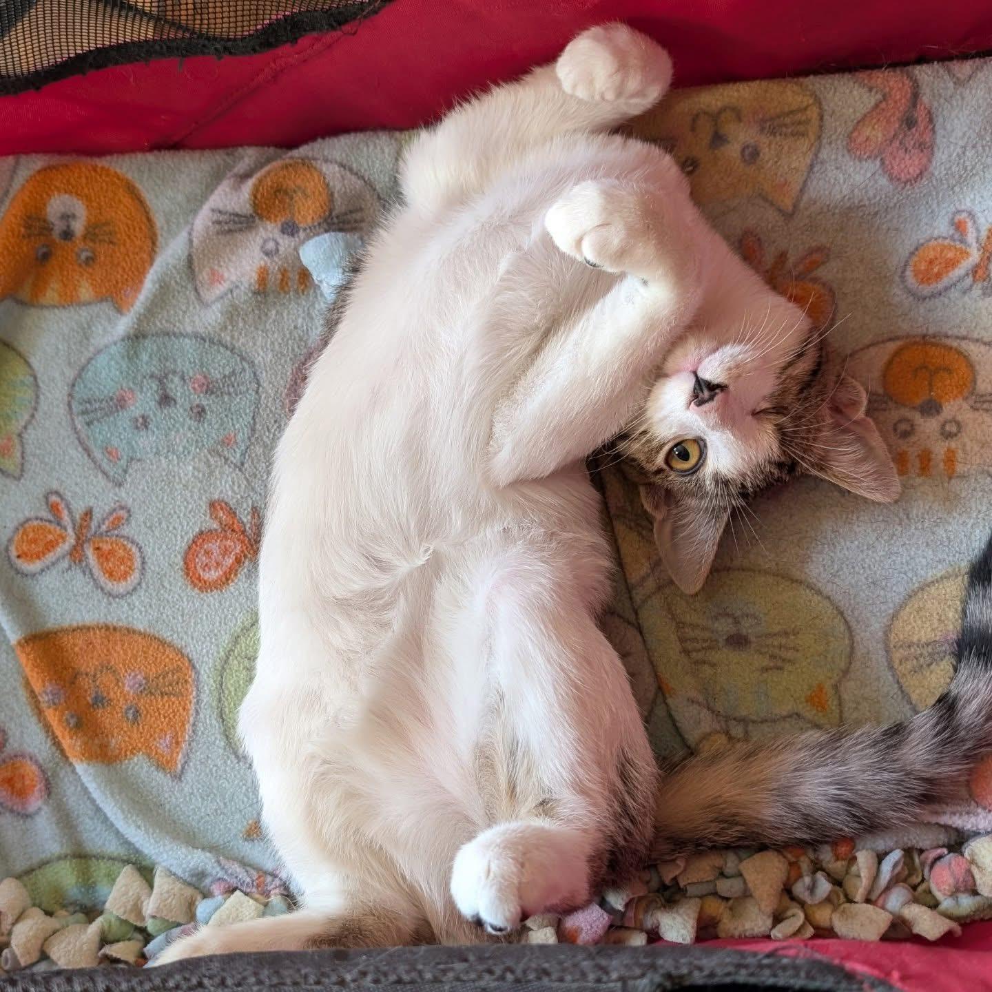 Enlarge Edward "Eddie" Teach, a Adoptable Domestic Short Hair in Leesburg, VA image 2/6