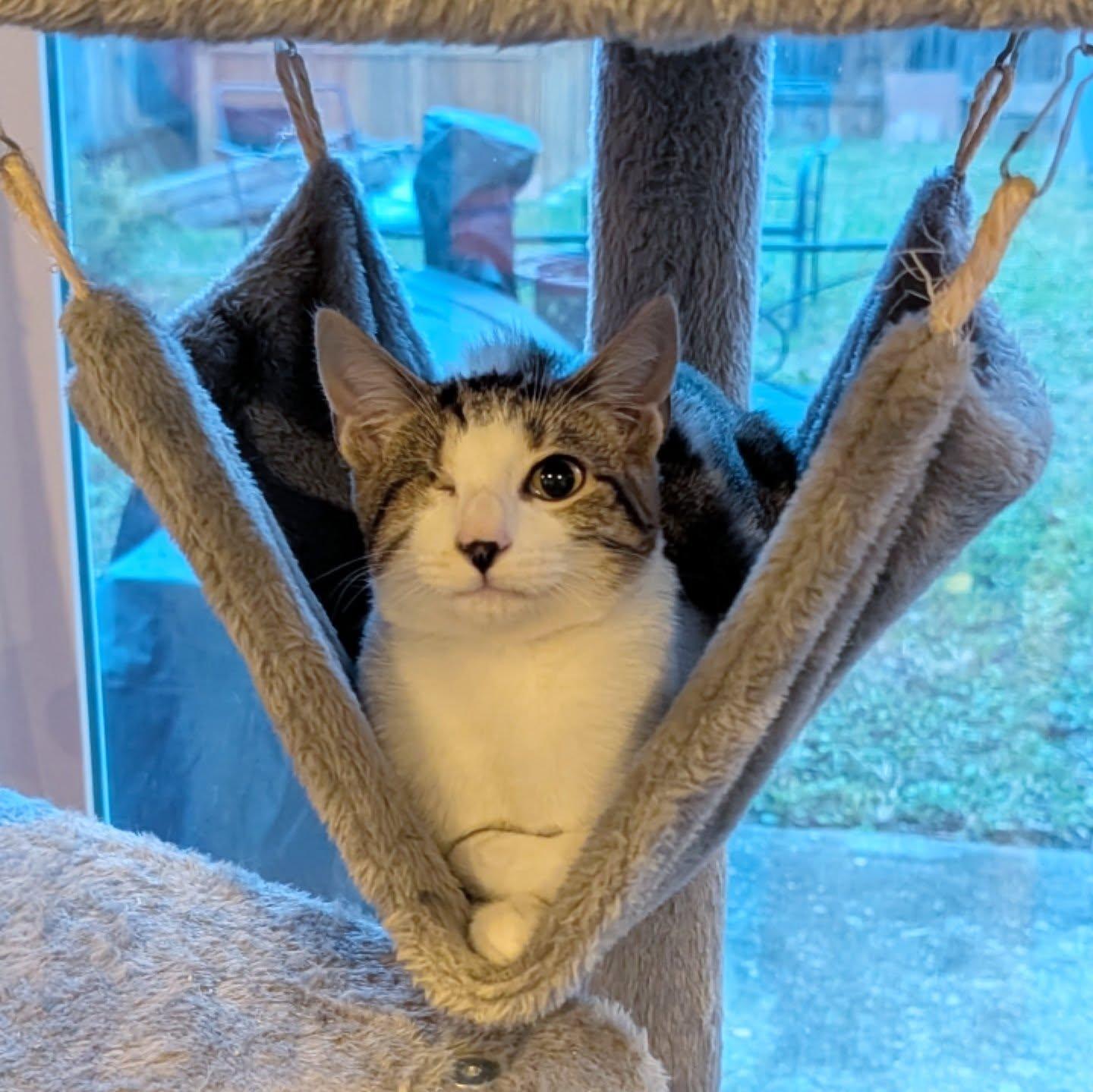 Edward "Eddie" Teach, Adoptable, Kitten Male Domestic Short Hair.