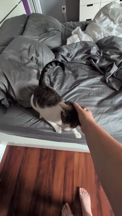 Enlarge Edward "Eddie" Teach, a Adoptable Domestic Short Hair in Leesburg, VA video 2/6