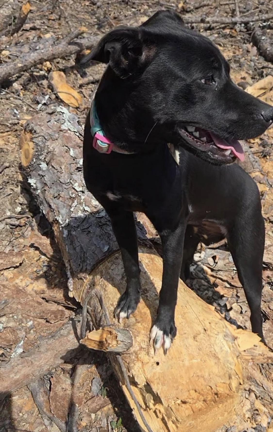 Enlarge Betty, a Adoptable mixed breed in Harrisburg, PA image 1/3