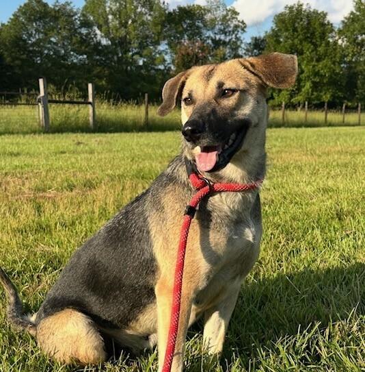 Lulu, a Adoptable mixed breed in Washington, DC image 1/4