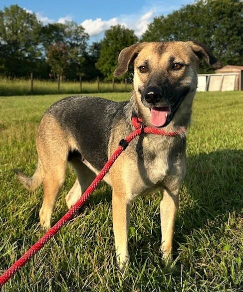 Lulu, a Adoptable mixed breed in Washington, DC image 3/4