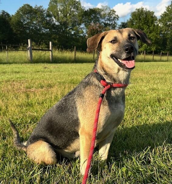 Lulu, a Adoptable mixed breed in Washington, DC image 4/4
