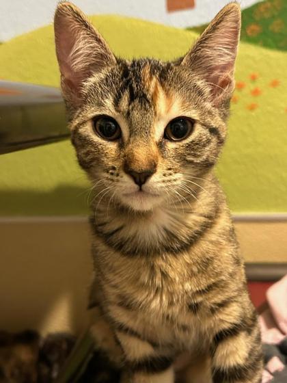 Balsam Fir, Adoptable, Kitten Female Domestic Short Hair & Domestic Short Hair.