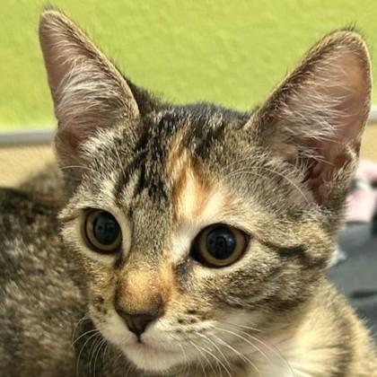 Enlarge Balsam Fir, a Adoptable mixed breed in Pleasanton, CA image 2/3