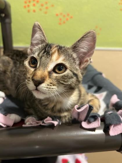 Enlarge Balsam Fir, a Adoptable mixed breed in Pleasanton, CA image 3/3