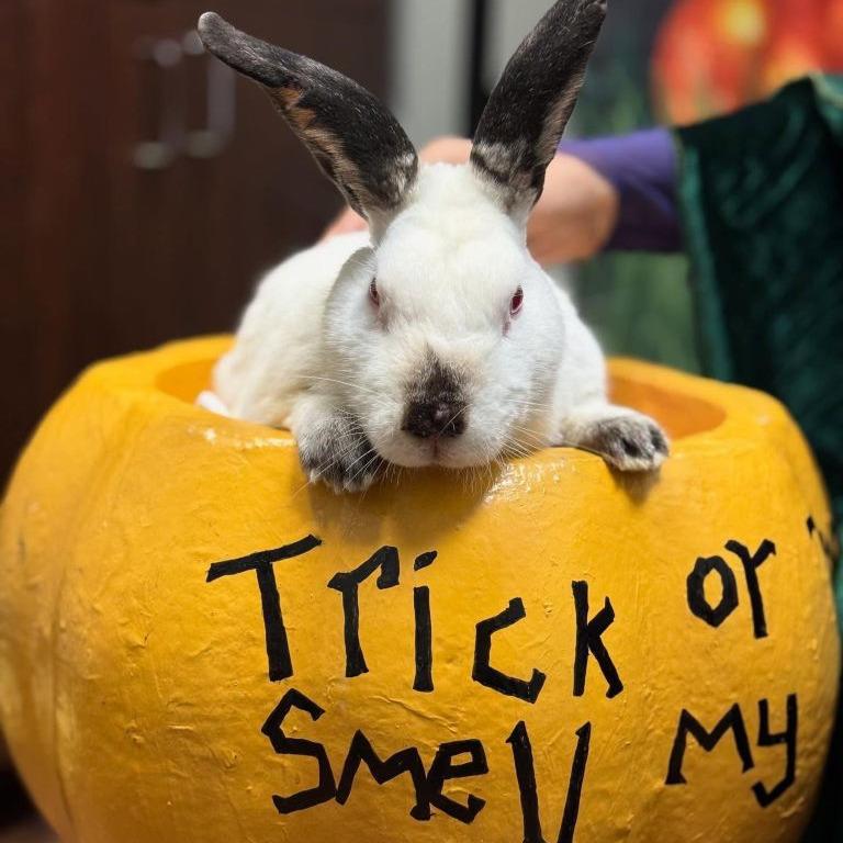 Enlarge Phoenix, a Adoptable Californian in The Woodlands, TX image 1/5