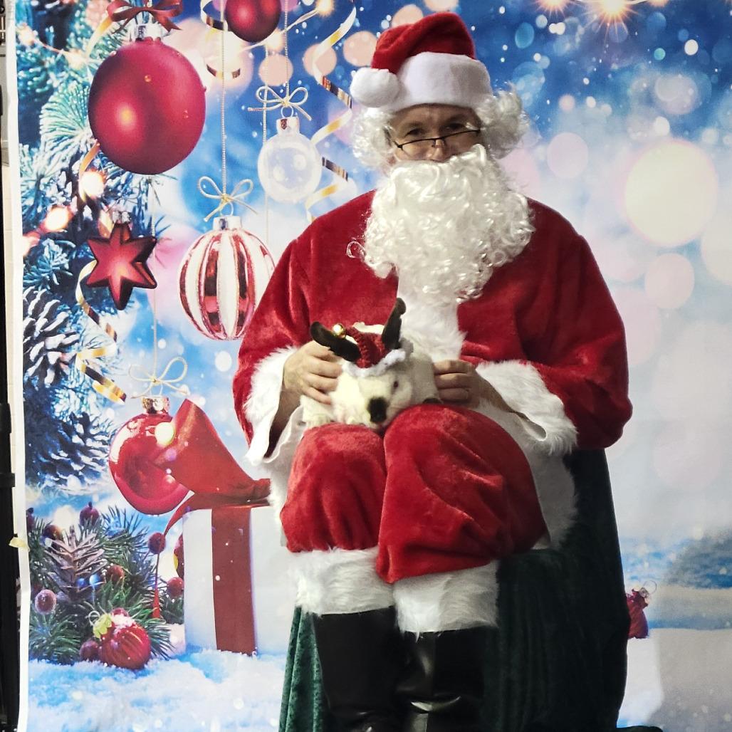 Enlarge Phoenix, a Adoptable Californian in The Woodlands, TX image 2/5