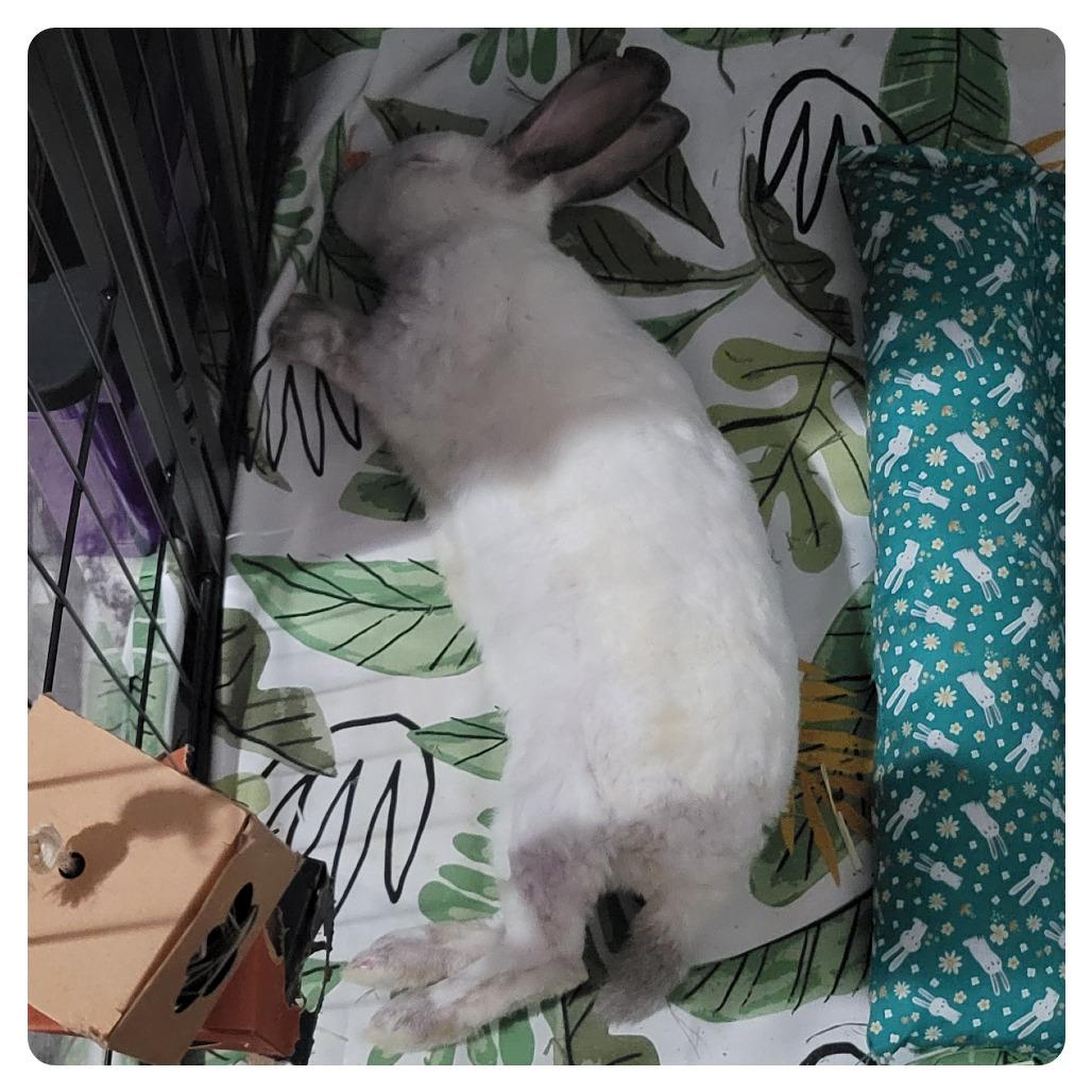 Enlarge Phoenix, a Adoptable Californian in The Woodlands, TX image 3/5