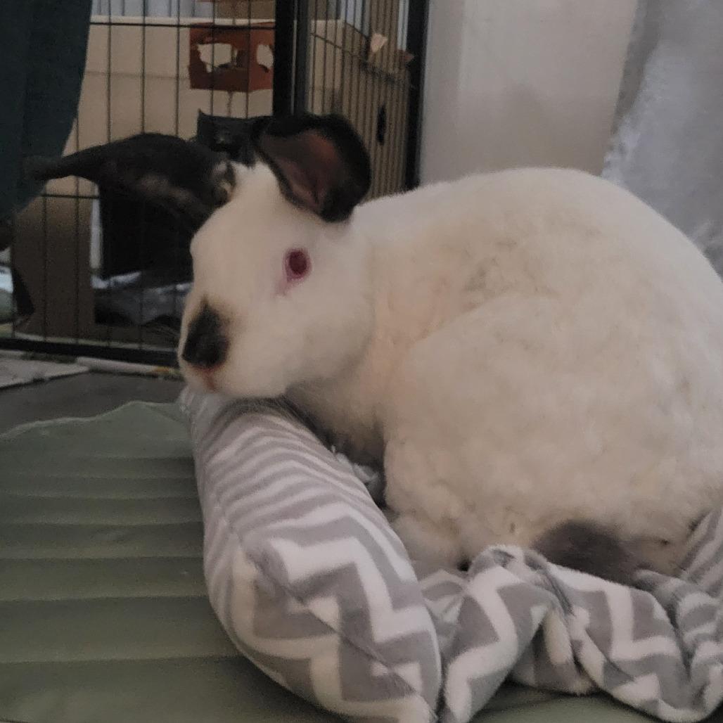 Enlarge Phoenix, a Adoptable Californian in The Woodlands, TX image 4/5