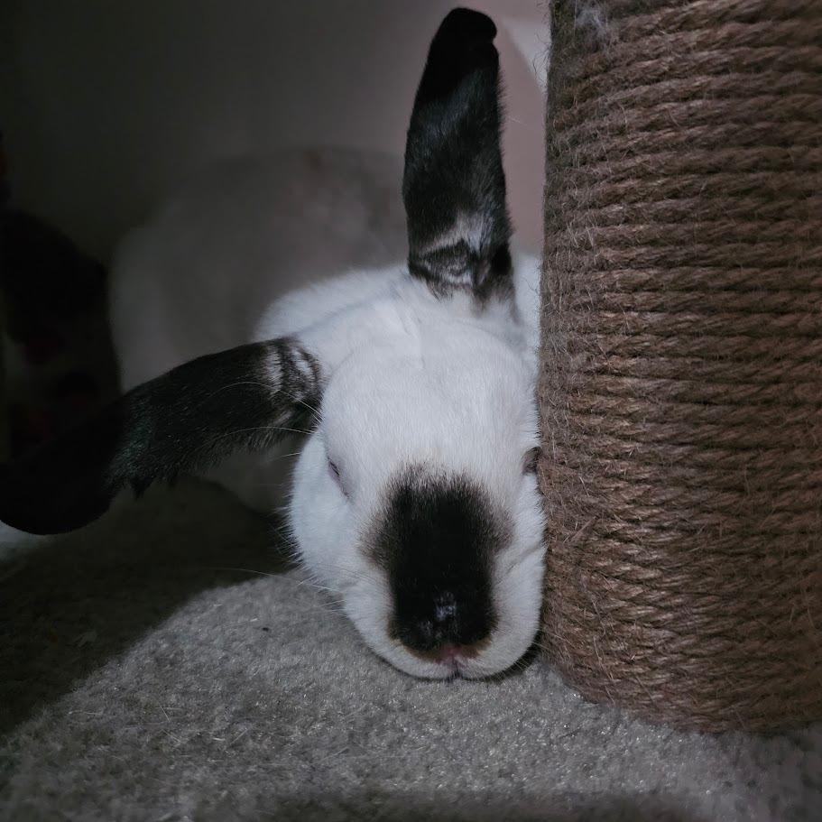 Enlarge Phoenix, a Adoptable Californian in The Woodlands, TX image 5/5