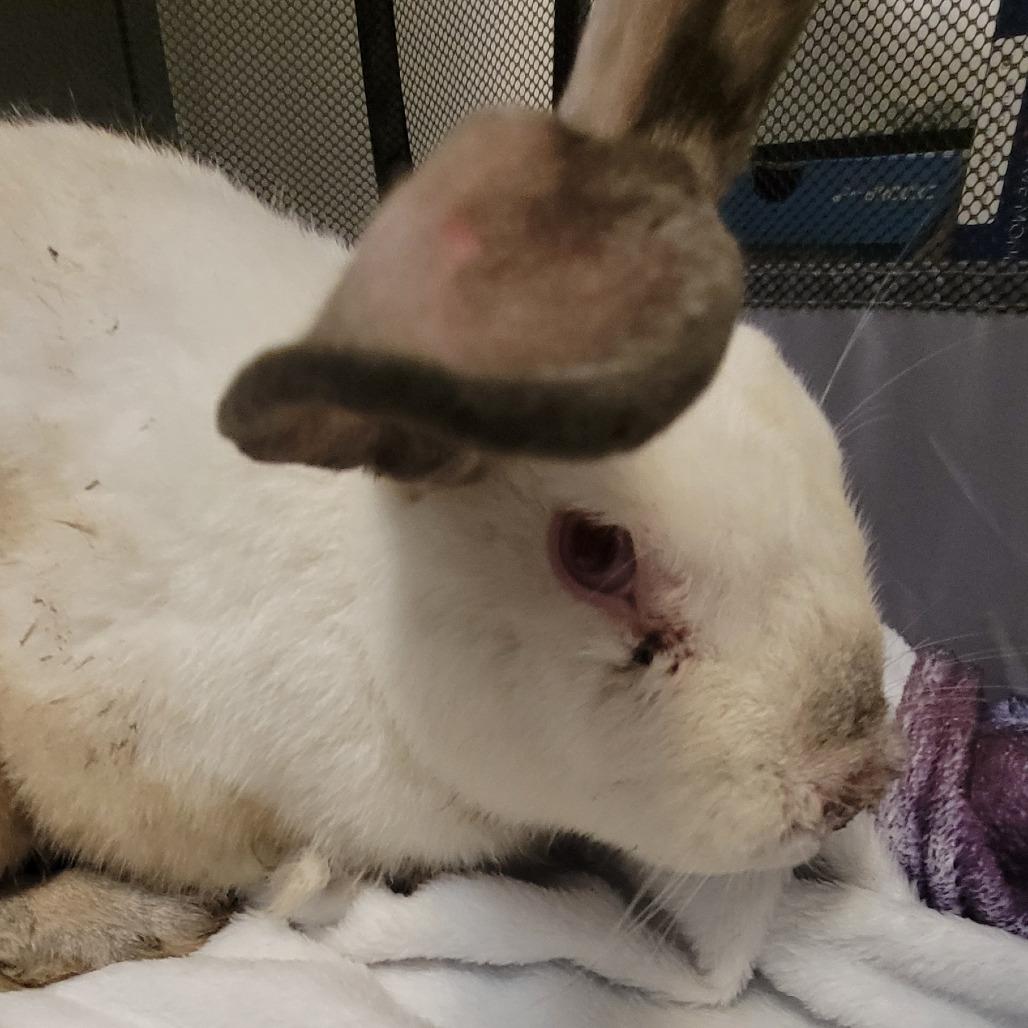 Phoenix, a Adoptable Californian in The Woodlands, TX image 4/5