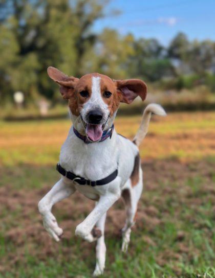 Enlarge Seagull, a Adoptable mixed breed in King William, VA image 2/3