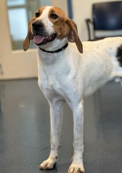 Enlarge Seagull, a Adoptable mixed breed in King William, VA image 3/3