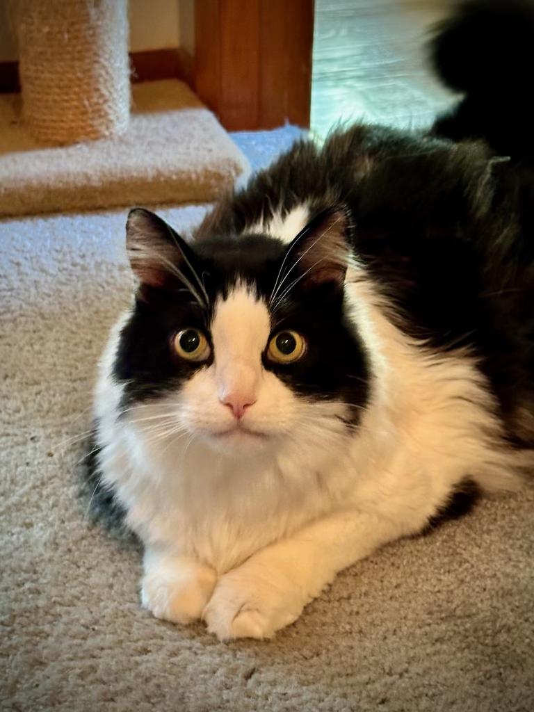 Enlarge Mickey, a Adopted Domestic Long Hair in Frederick, MD image 1/1