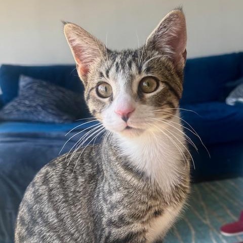 Timmy, Adoptable, Young Male Domestic Short Hair.