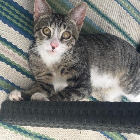 Enlarge Timmy, a Adoptable Domestic Short Hair in Chicago, IL image 2/5