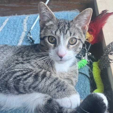 Enlarge Timmy, a Adoptable Domestic Short Hair in Chicago, IL image 3/5