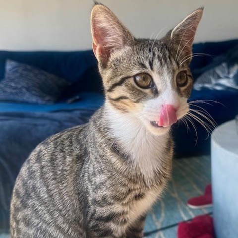 Enlarge Timmy, a Adoptable Domestic Short Hair in Chicago, IL image 4/5