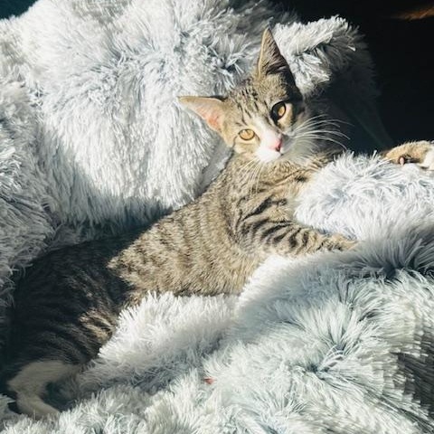 Enlarge Timmy, a Adoptable Domestic Short Hair in Chicago, IL image 5/5