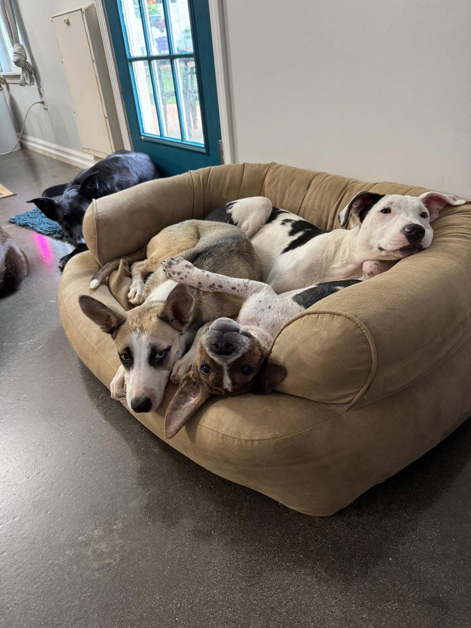 Gully, Adopted, Young Male Hound.