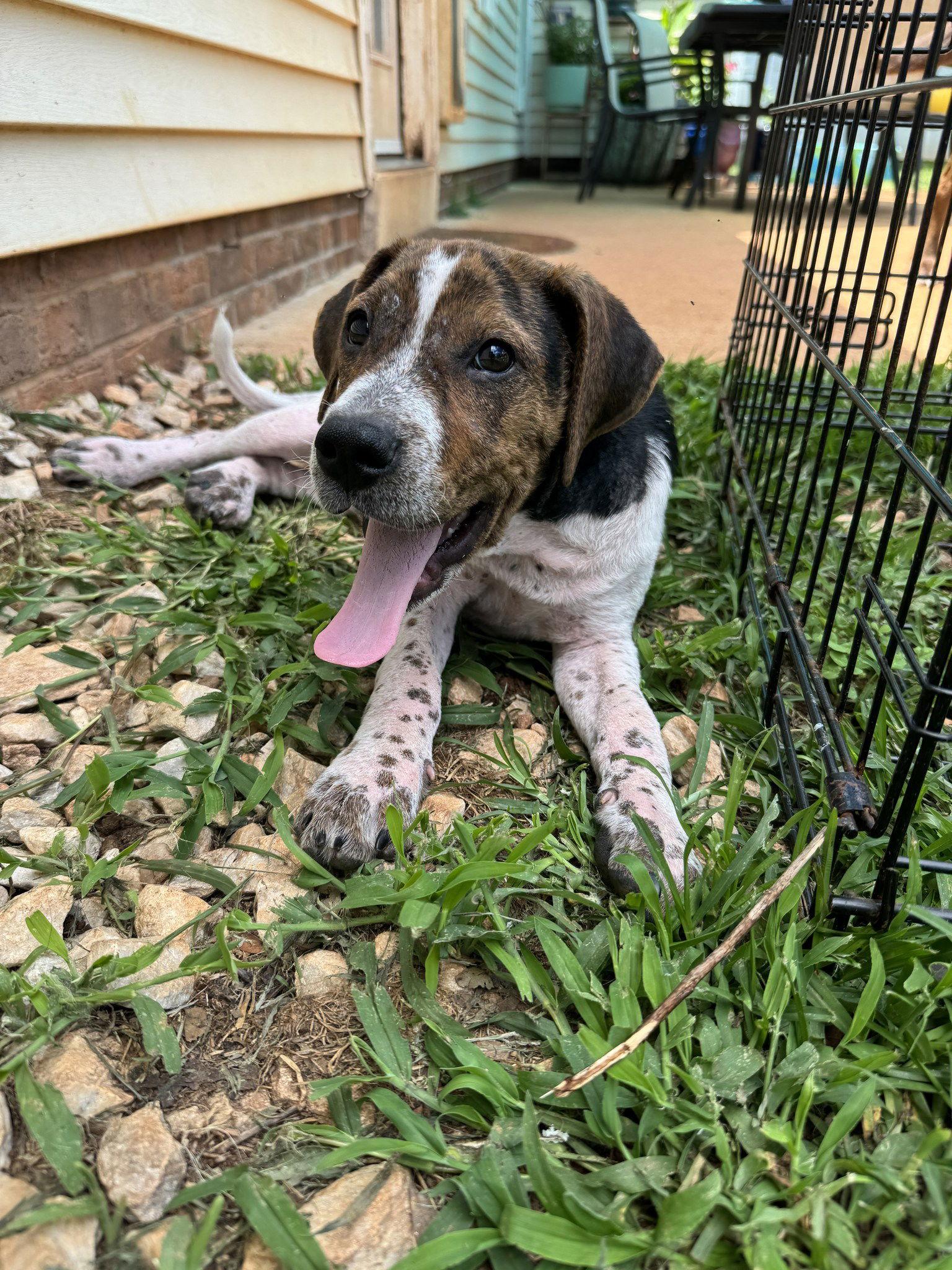 Gully, a Adopted mixed breed in Greenville, SC image 2/3