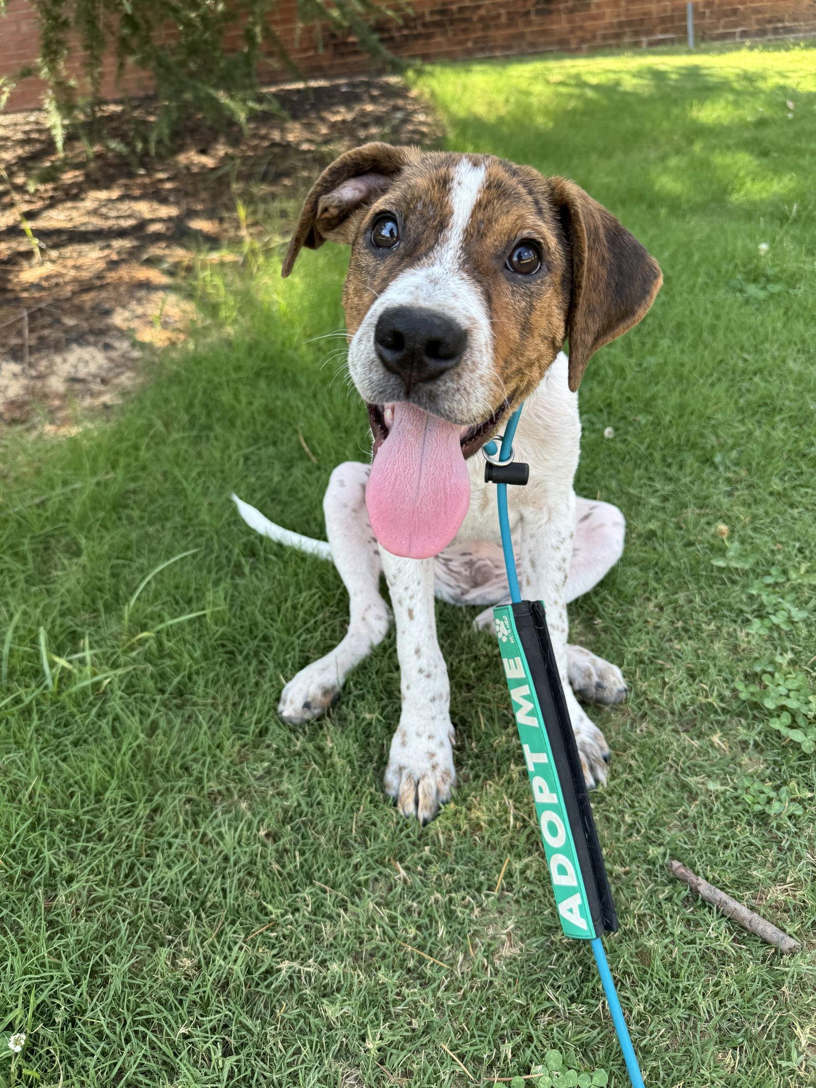 Gully, a Adopted mixed breed in Greenville, SC image 3/3