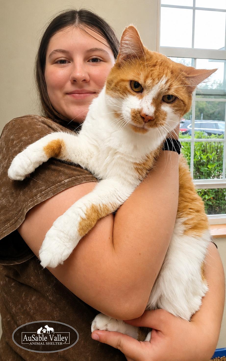 Enlarge Jacky, a ADOPTABLE Domestic Short Hair in Grayling, MI image 5/5