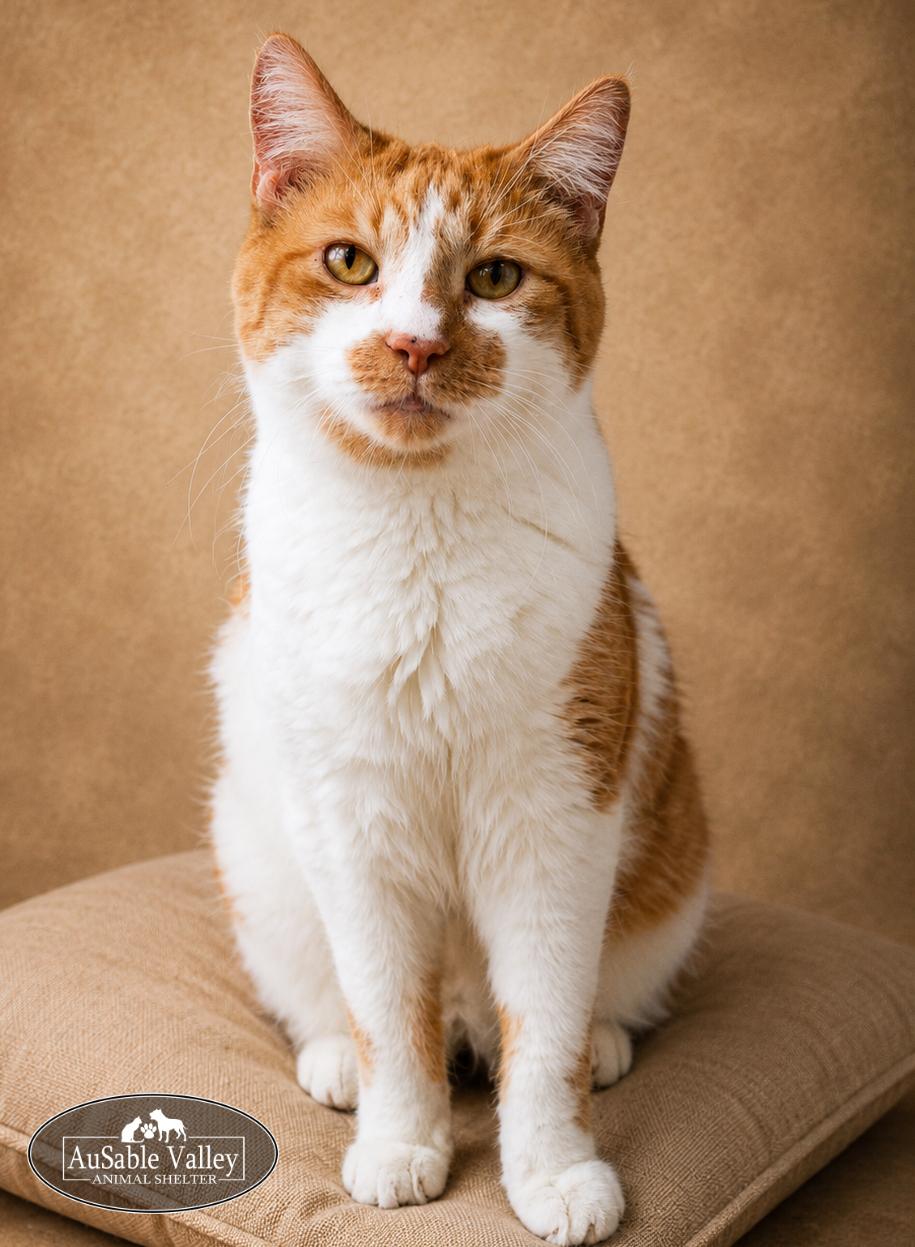 Jacky, a ADOPTABLE Domestic Short Hair in Grayling, MI image 3/3