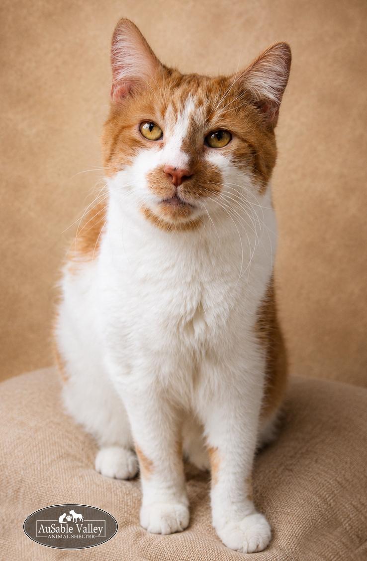 Jacky, a ADOPTABLE Domestic Short Hair in Grayling, MI image 2/3