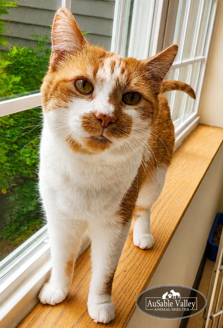 Enlarge Jacky, a ADOPTABLE Domestic Short Hair in Grayling, MI image 4/5