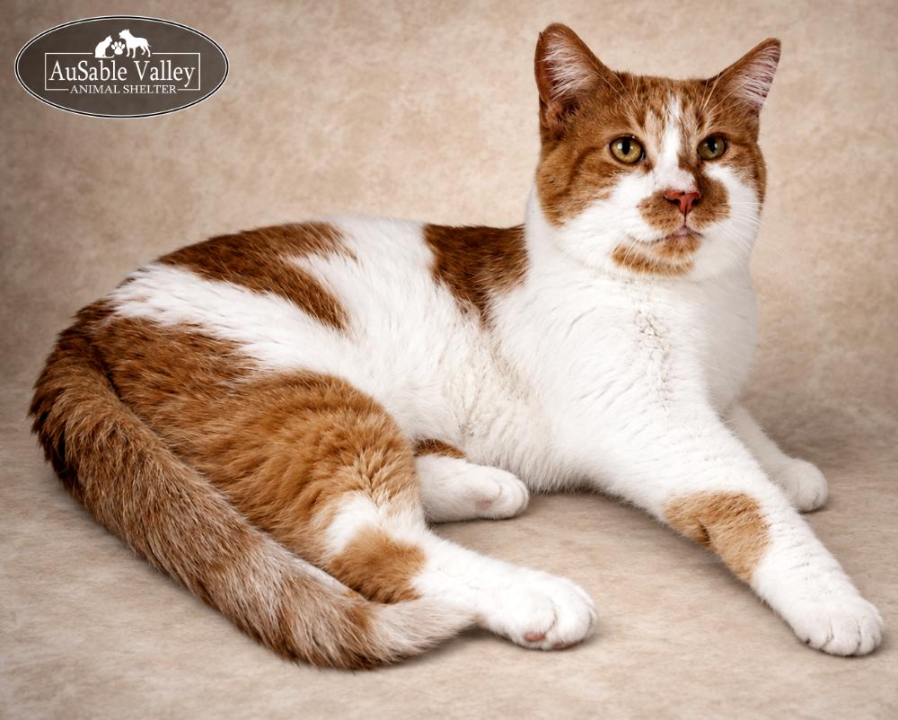 Jacky, ADOPTABLE, Senior Male Domestic Short Hair.